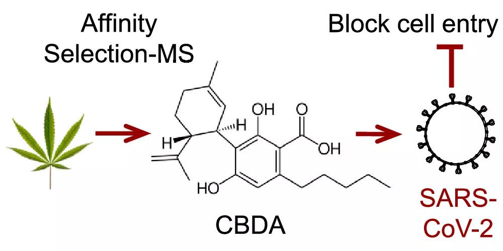 El CBDA y el CBGA resultan útiles para prevenir la infección por covid-19 en un estudio