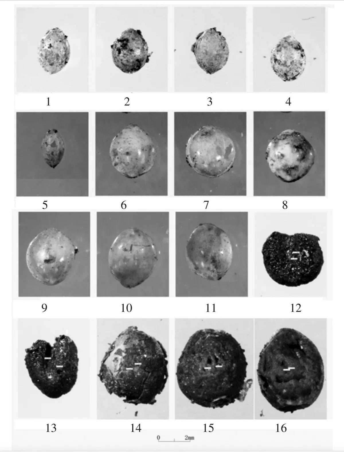 Semillas de cannabis encontradas en la tumba con sus cáscaras.  Instituto Municipal de Arqueología de Taiyuan