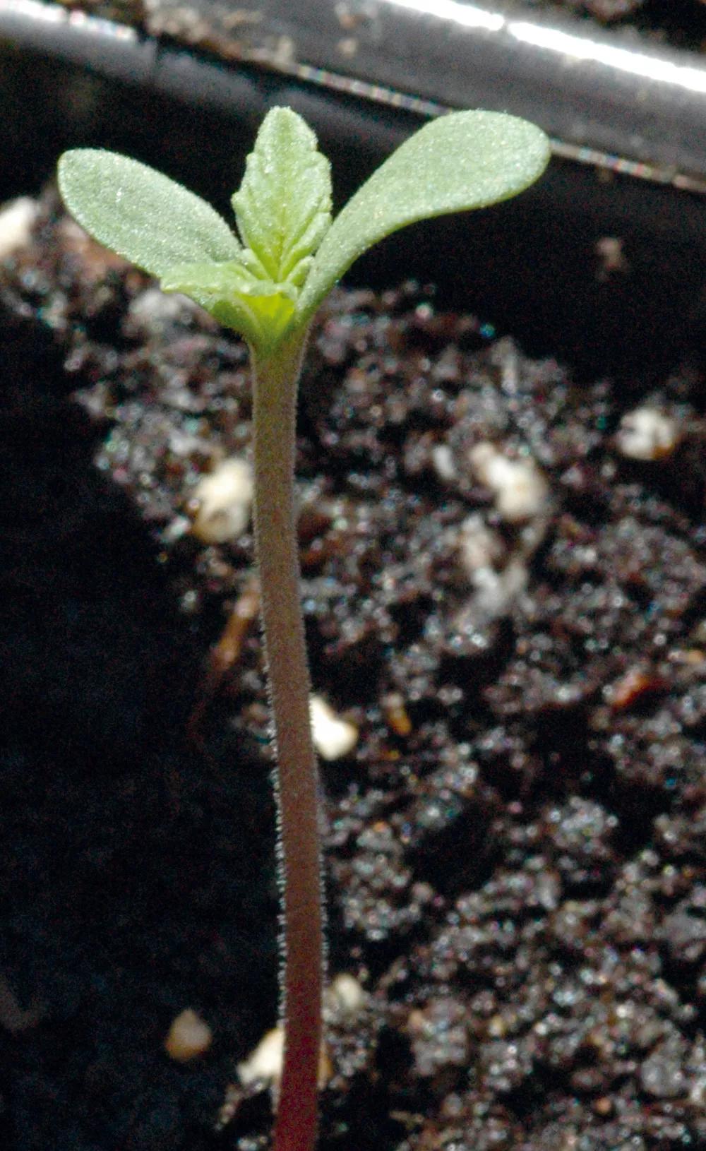 Las plantas recién germinadas ocupan poco espacio y pueden colocarse junto a otras más crecidas. 