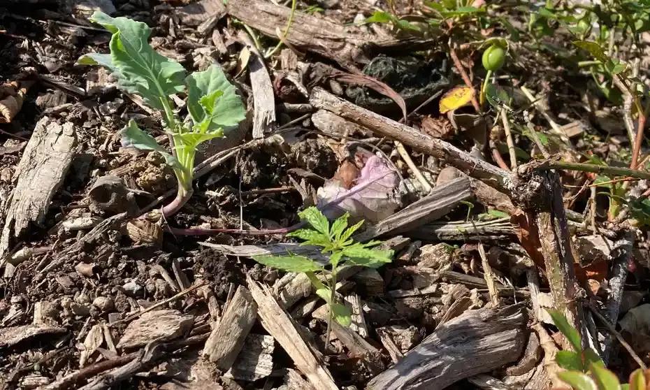 Descubren plantas de marihuana en el jardín del Parlamento neozelandés