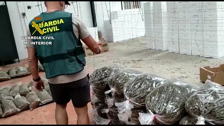 La Guardia Civil incauta 100.000 plantas de CBD a una empresa española