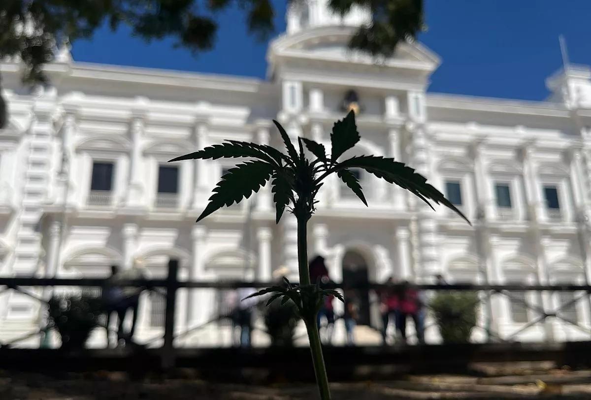 Activistas, indígenas y campesinos se unen para cultivar cannabis en México
