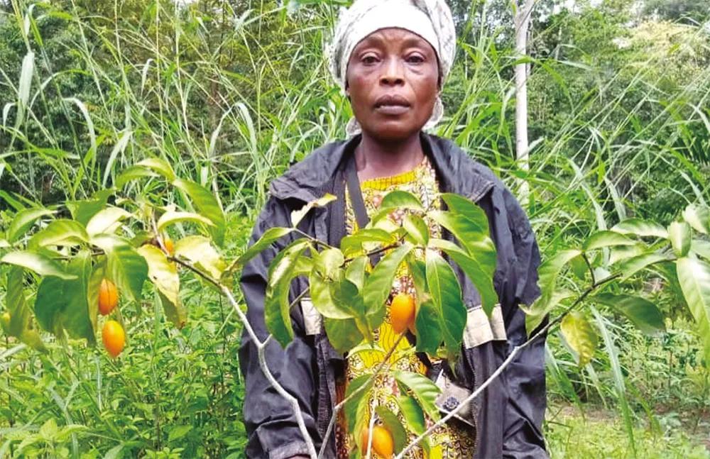 Las plantaciones tardan varios años en ser rentables, pero estas iniciativas permitirán a las comunidades beneficiarse del alto precio de la iboga en el mercado internacional.