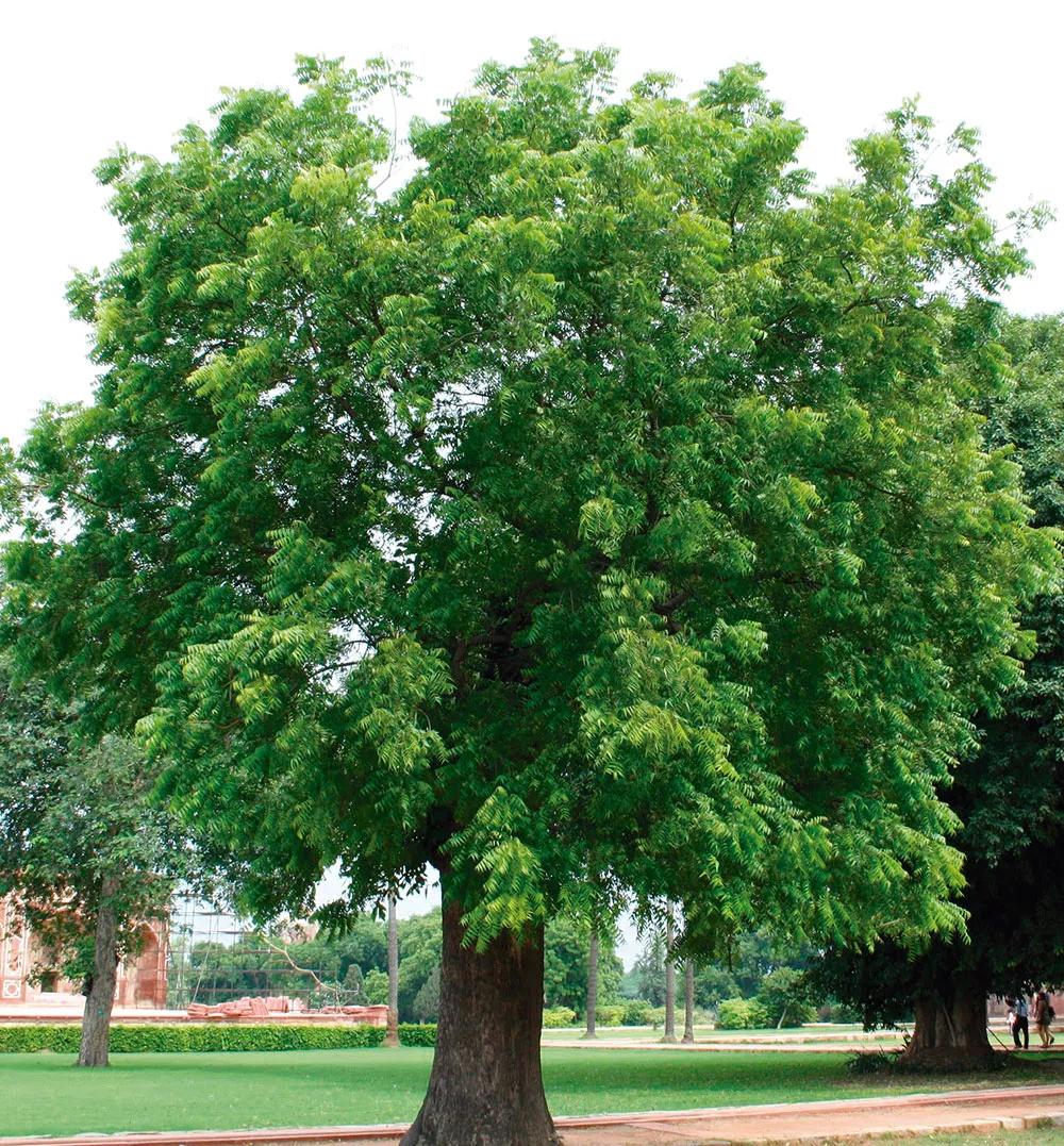 El árbol de nim, de cuyas semillas se extrae un aceite que es un gran aliado del cultivador ecológico por sus propiedades insecticidas y fungicidas.