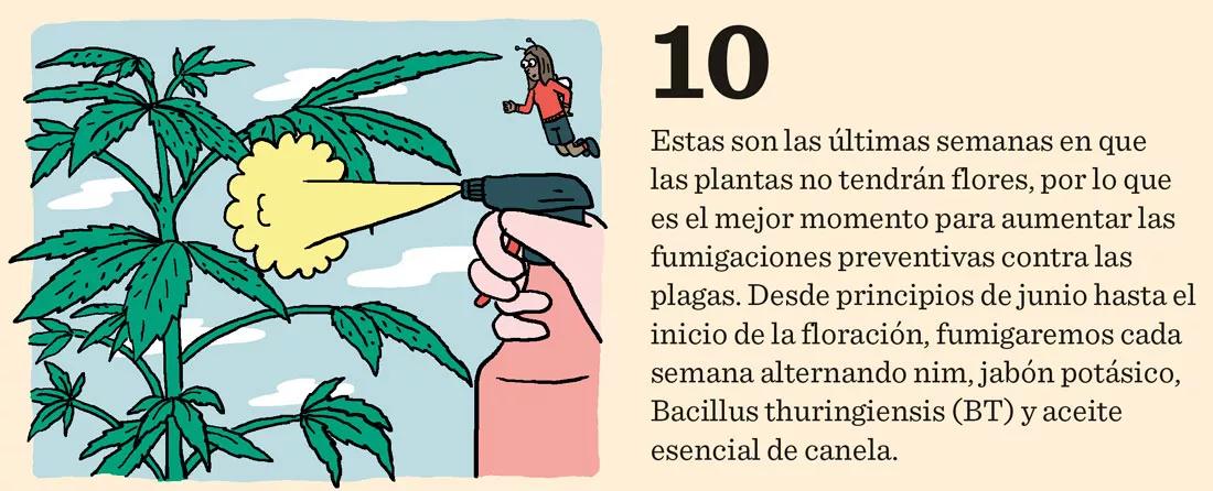 Diez trucos para junio: cómo preparar las plantas para una buena floración