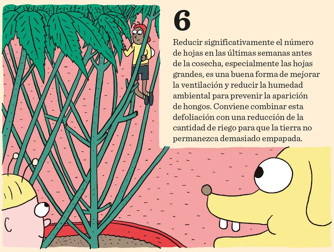 Ocho sugerencias sobre defoliación en interior