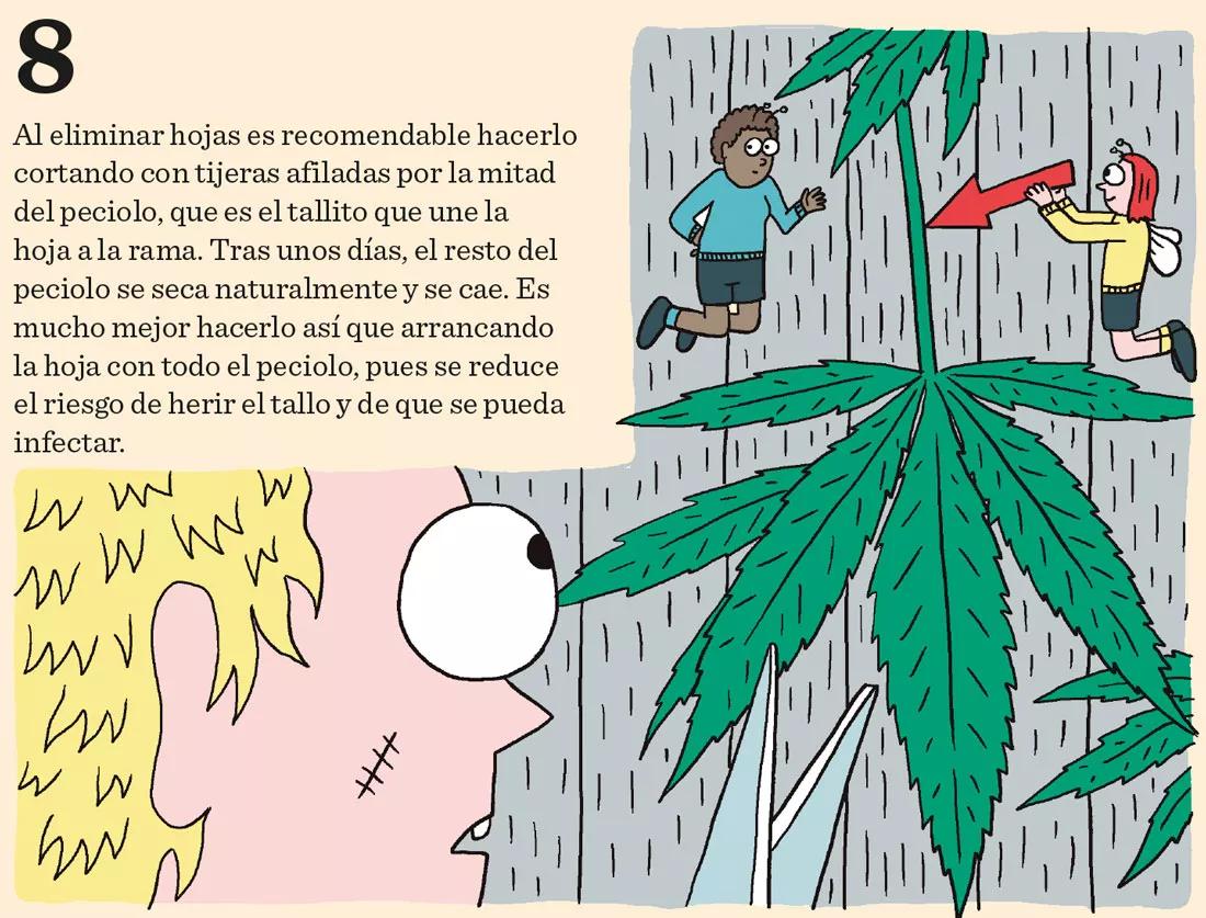 Ocho sugerencias sobre defoliación en interior