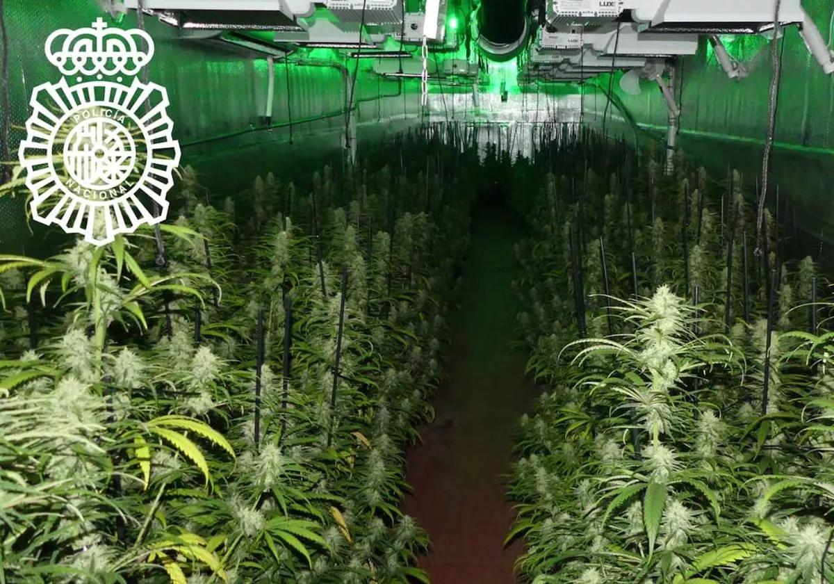 Cultivo de 460 plantas de marihuana