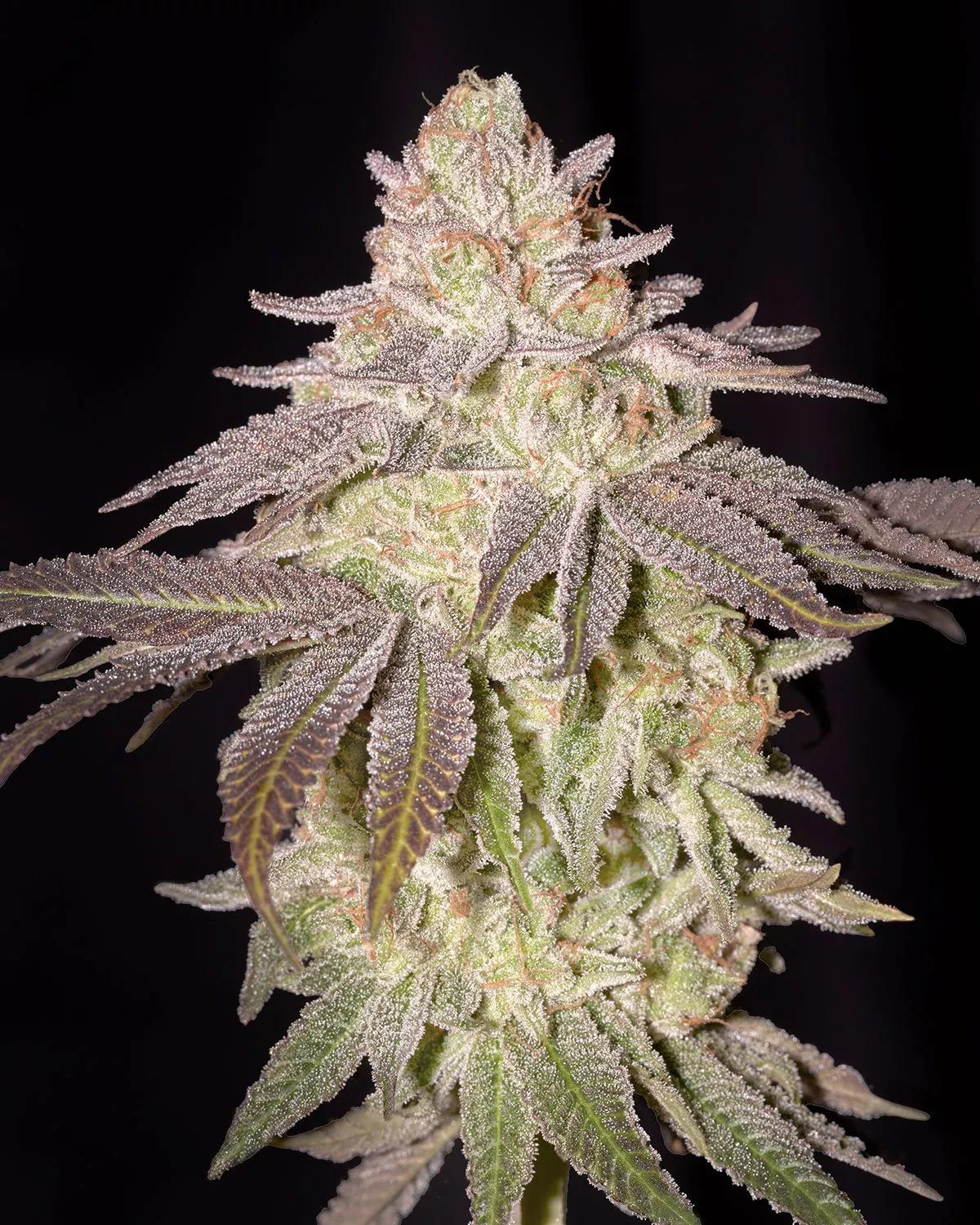 Black Toffee Auto de Green House Seed