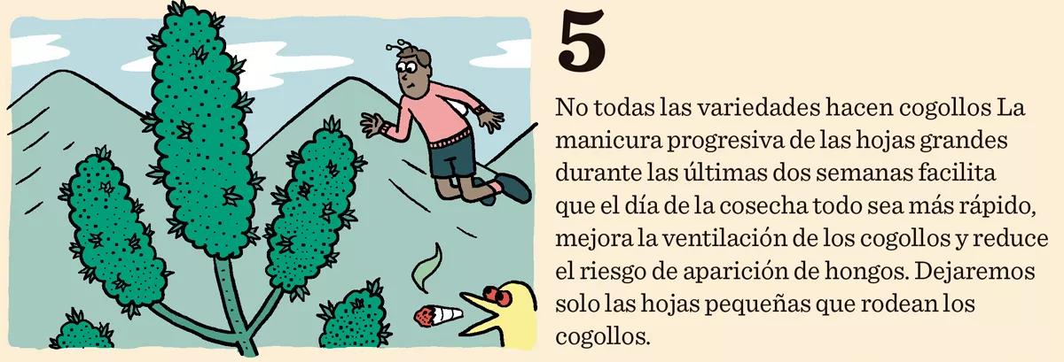 Diez trucos para lograr la mejor cosecha