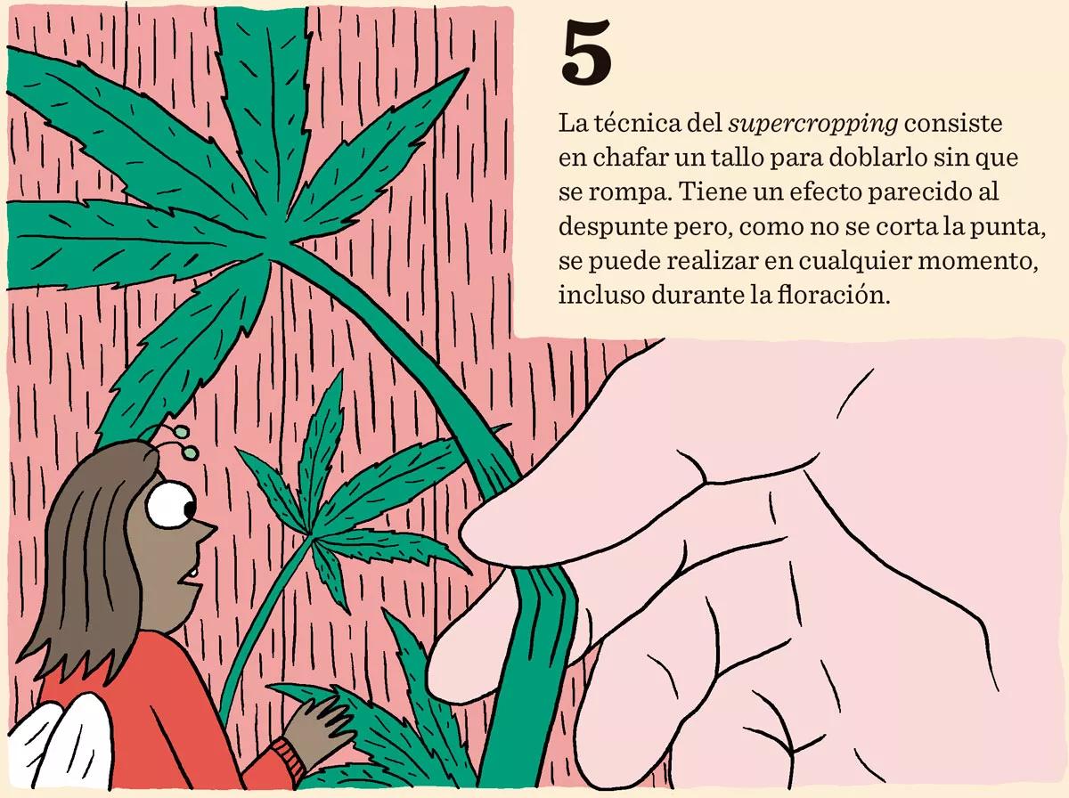 Ocho trucos y técnicas para manejar el tamaño y la forma de las plantas