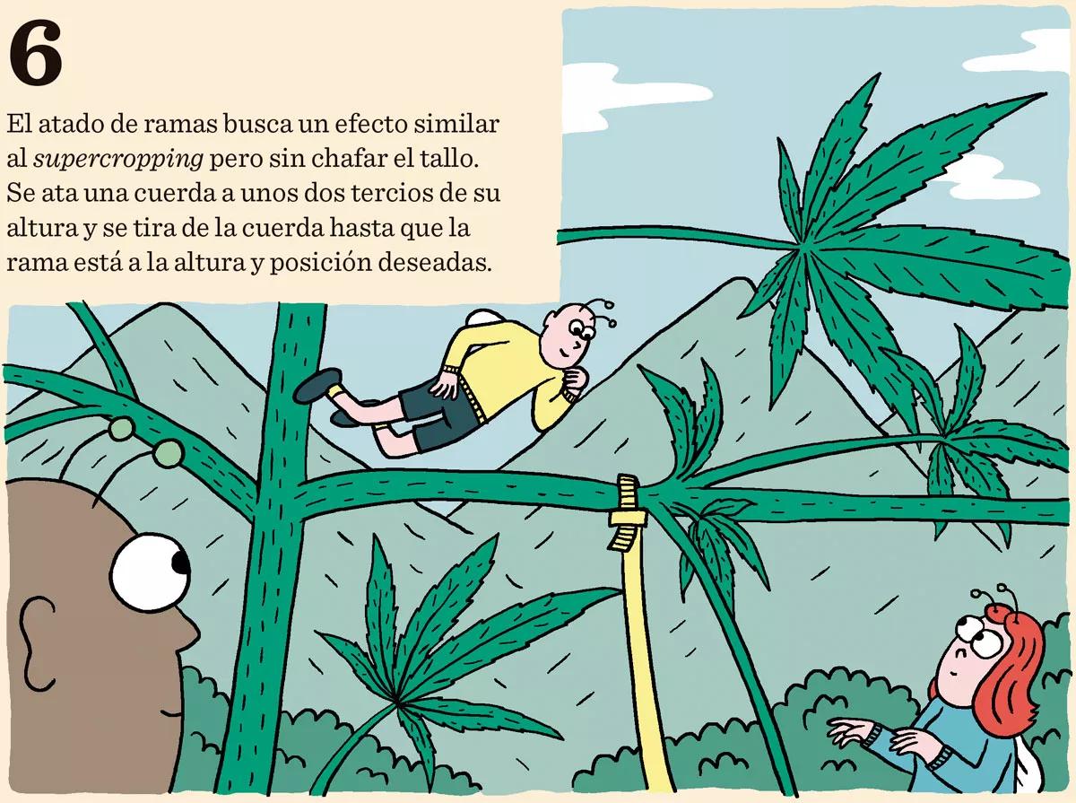 Ocho trucos y técnicas para manejar el tamaño y la forma de las plantas