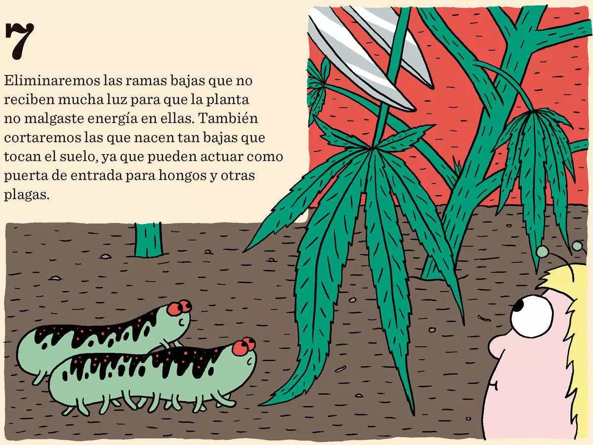 Ocho trucos y técnicas para manejar el tamaño y la forma de las plantas