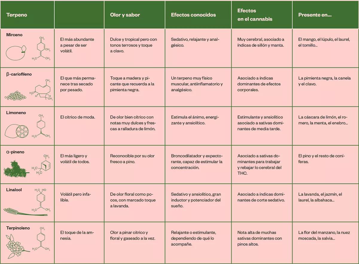 ¿A qué huele el colocón? Terpenos: un universo de efectos 