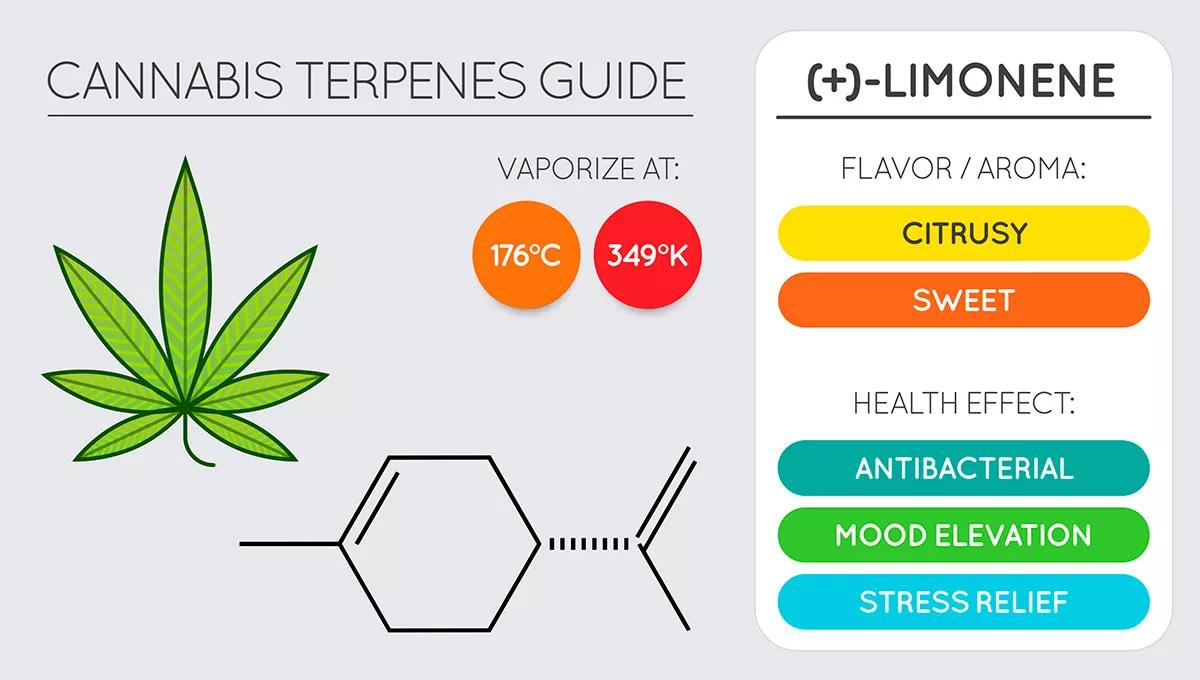 Un estudio científico demuestra que un terpeno reduce la ansiedad producida por el THC