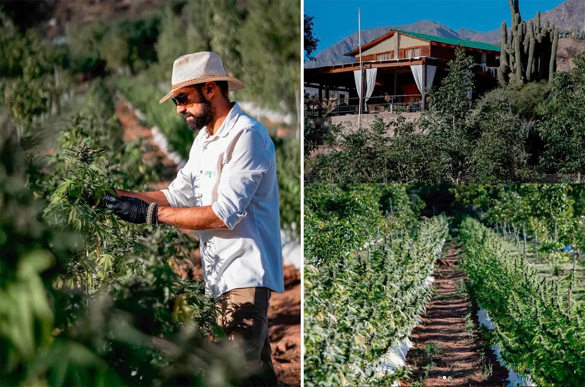 Inauguraron la primera finca de turismo cannábico en Argentina