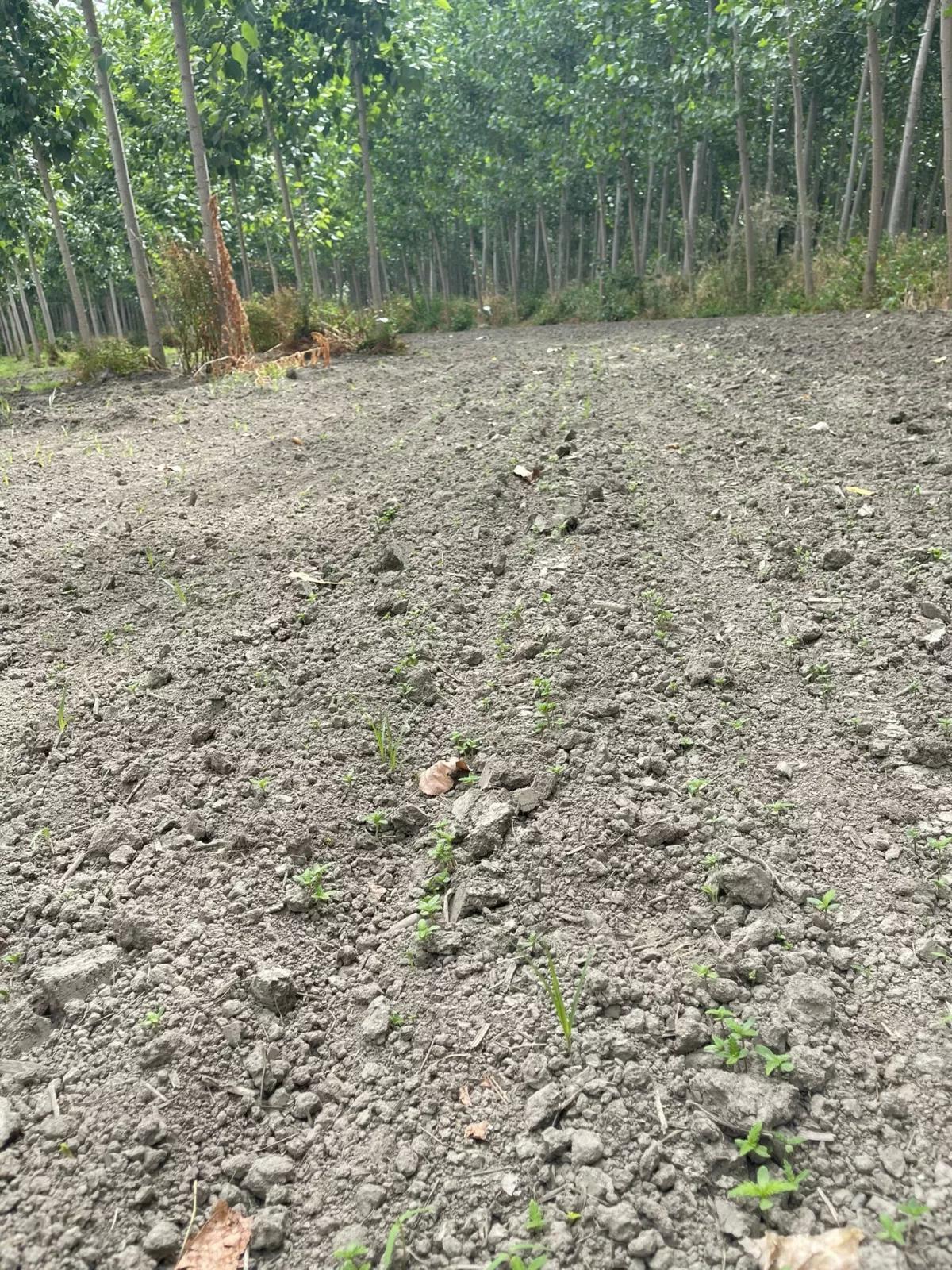 Lanzaron un cultivo de cáñamo en Granada