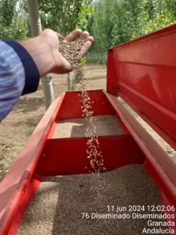 Lanzaron un cultivo de cáñamo en Granada