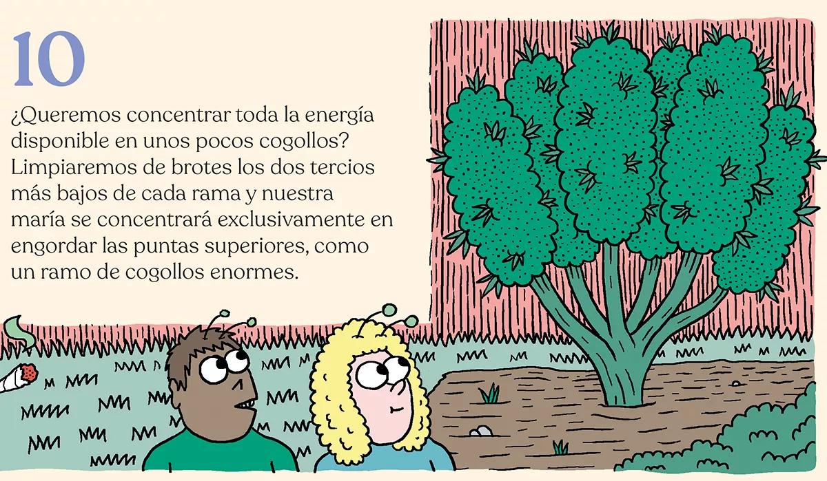 La simbiosis con la planta de cannabis