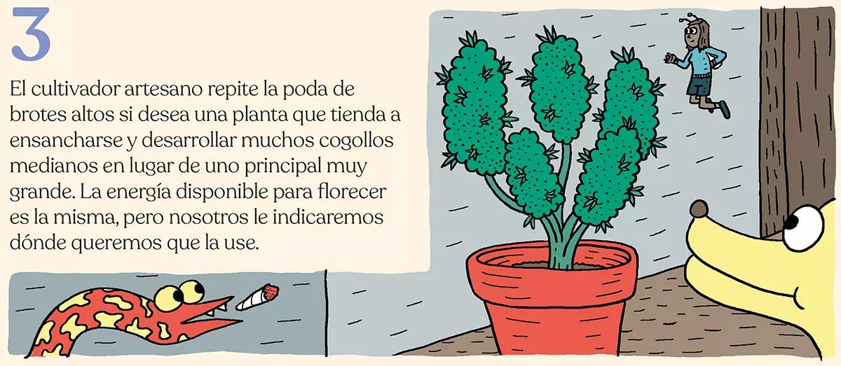 La simbiosis con la planta de cannabis