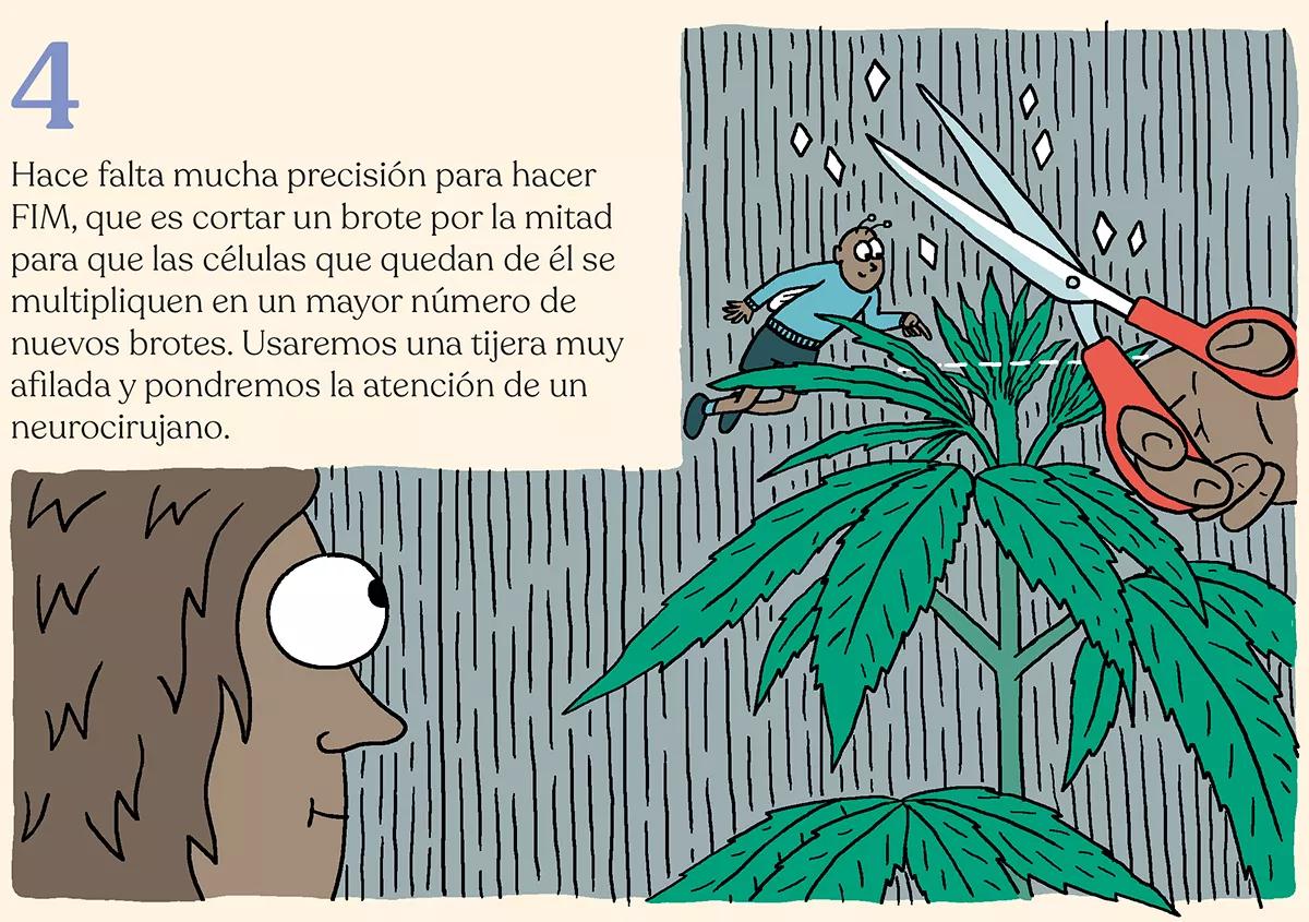 La simbiosis con la planta de cannabis