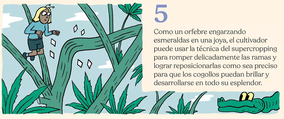 La simbiosis con la planta de cannabis
