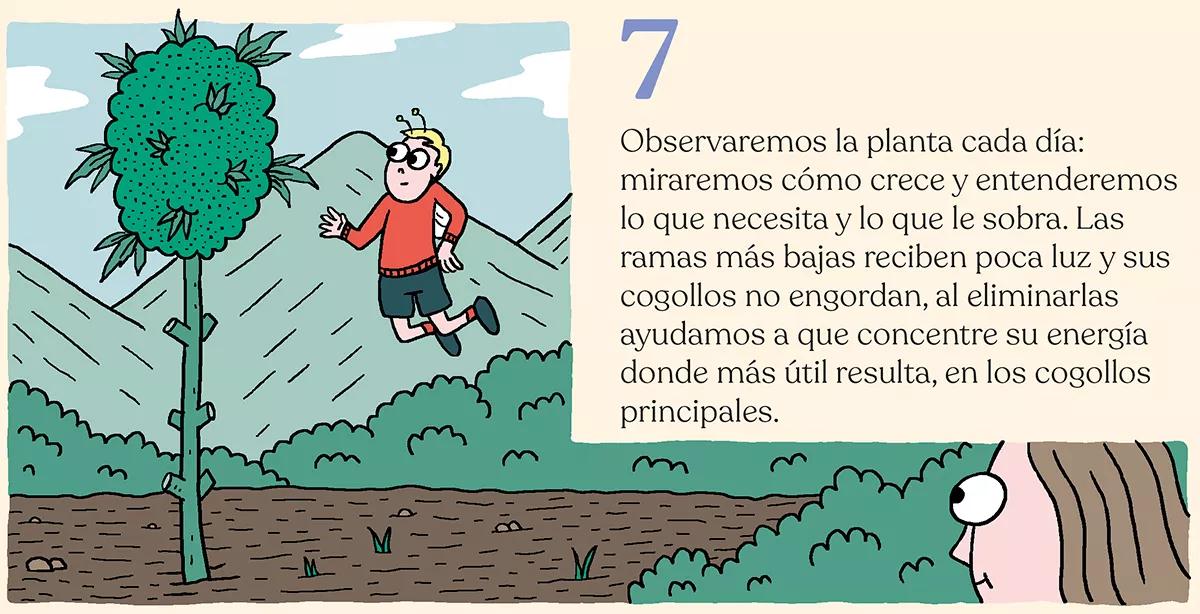 La simbiosis con la planta de cannabis