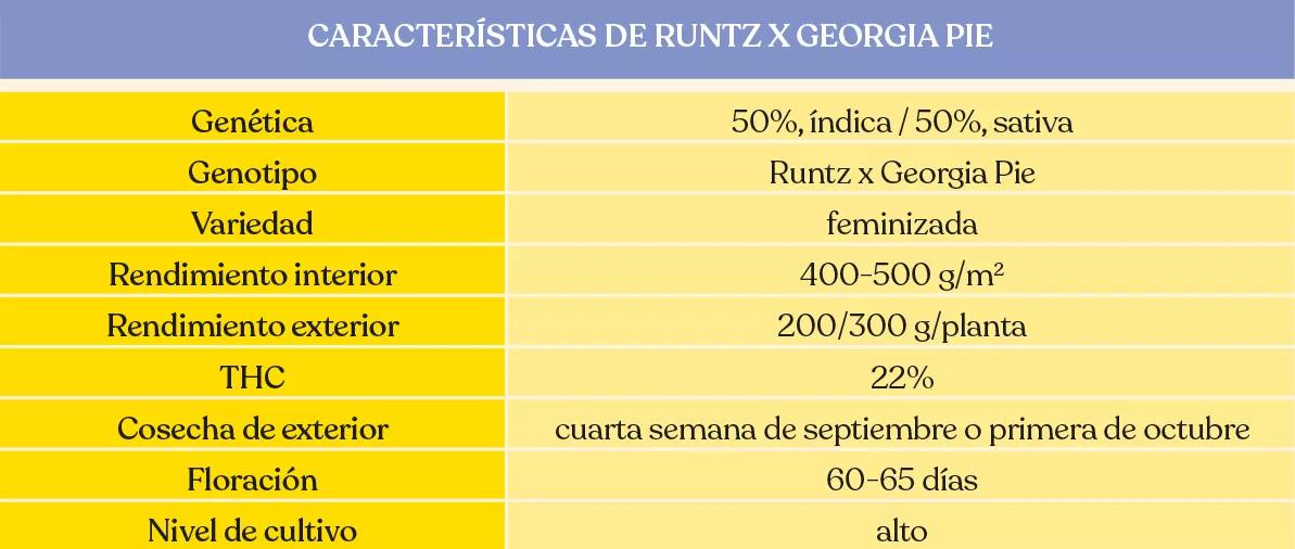 Características Runtz x Georgia Pie