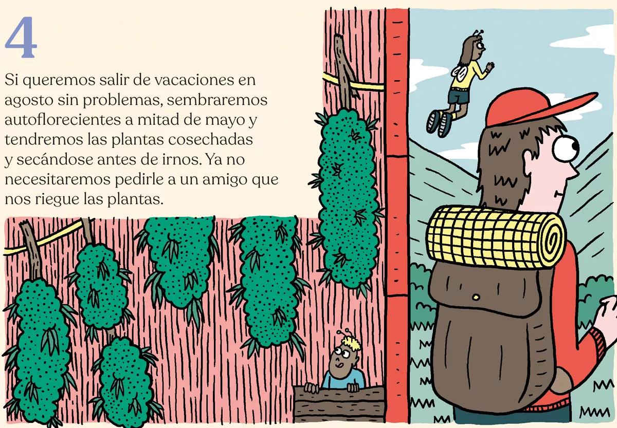 Variedades autoflorecientes: secretos de los cogollos automáticos