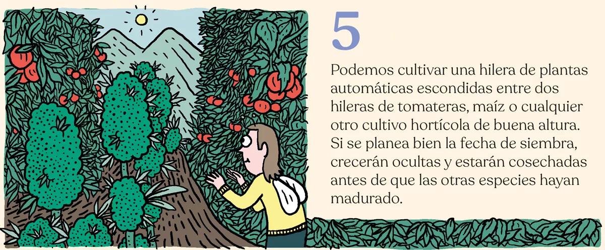 Variedades autoflorecientes: secretos de los cogollos automáticos