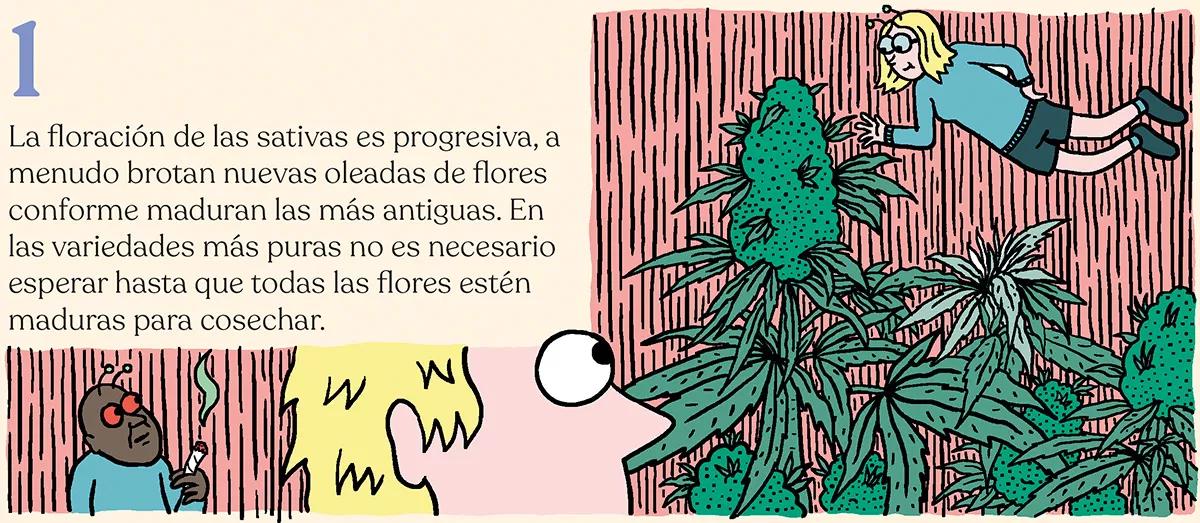 La cosecha de las sativas en exterior: trucos y claves