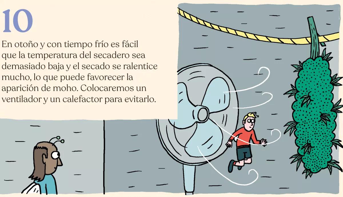 La cosecha de las sativas en exterior: trucos y claves