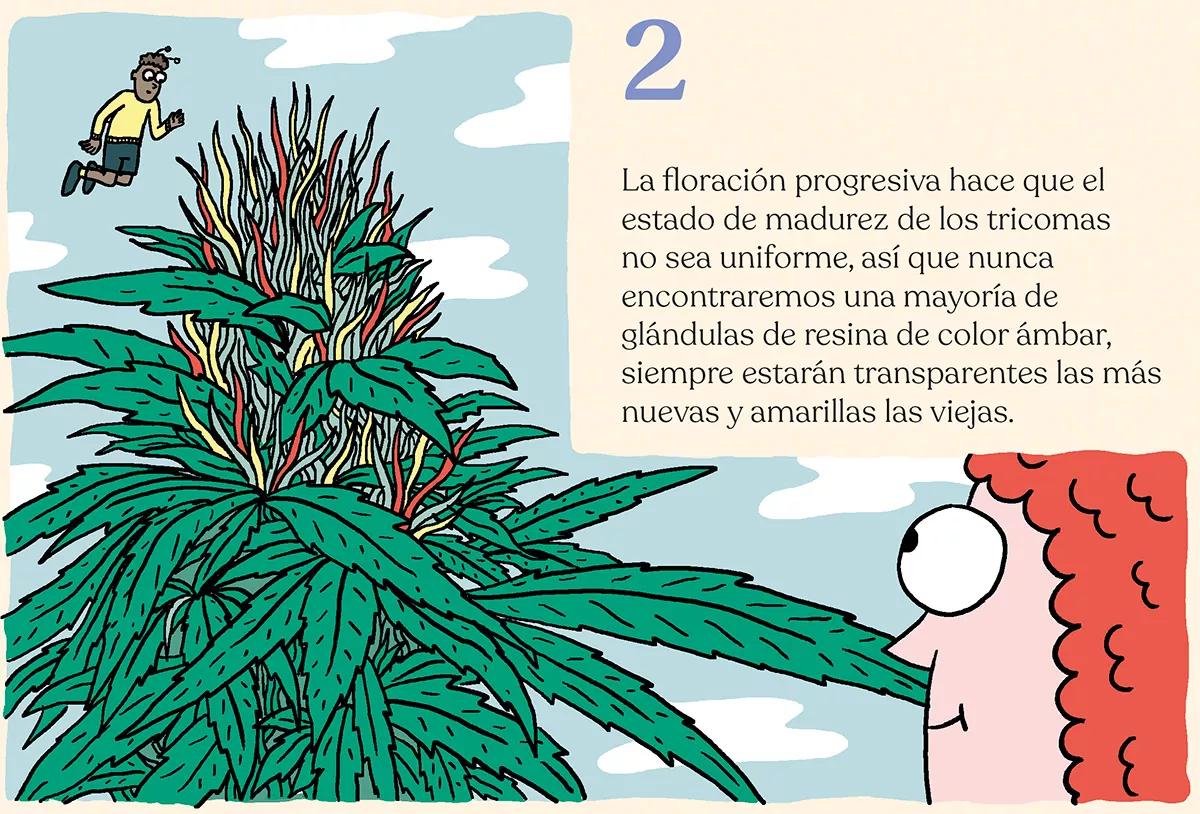 La cosecha de las sativas en exterior: trucos y claves