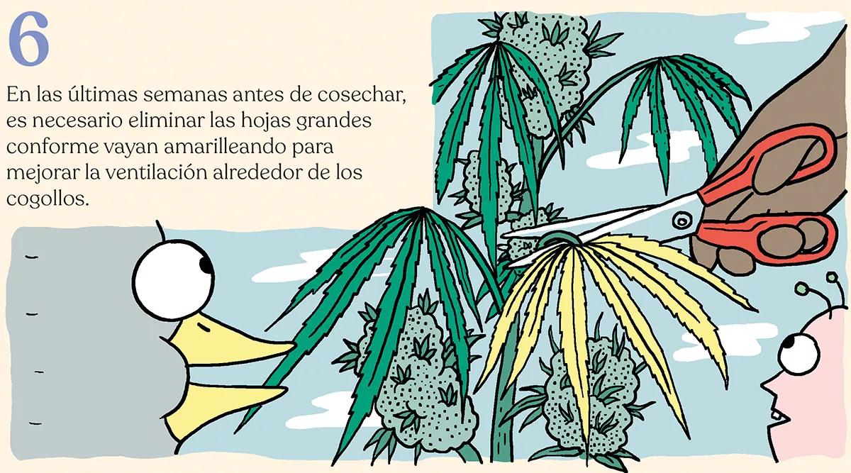 La cosecha de las sativas en exterior: trucos y claves