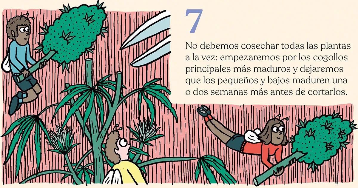 La cosecha de las sativas en exterior: trucos y claves