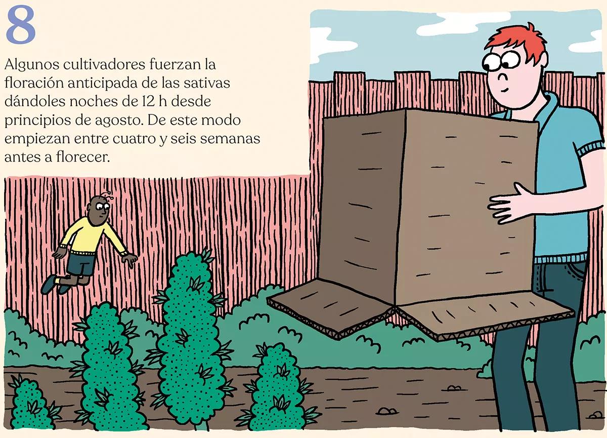 La cosecha de las sativas en exterior: trucos y claves