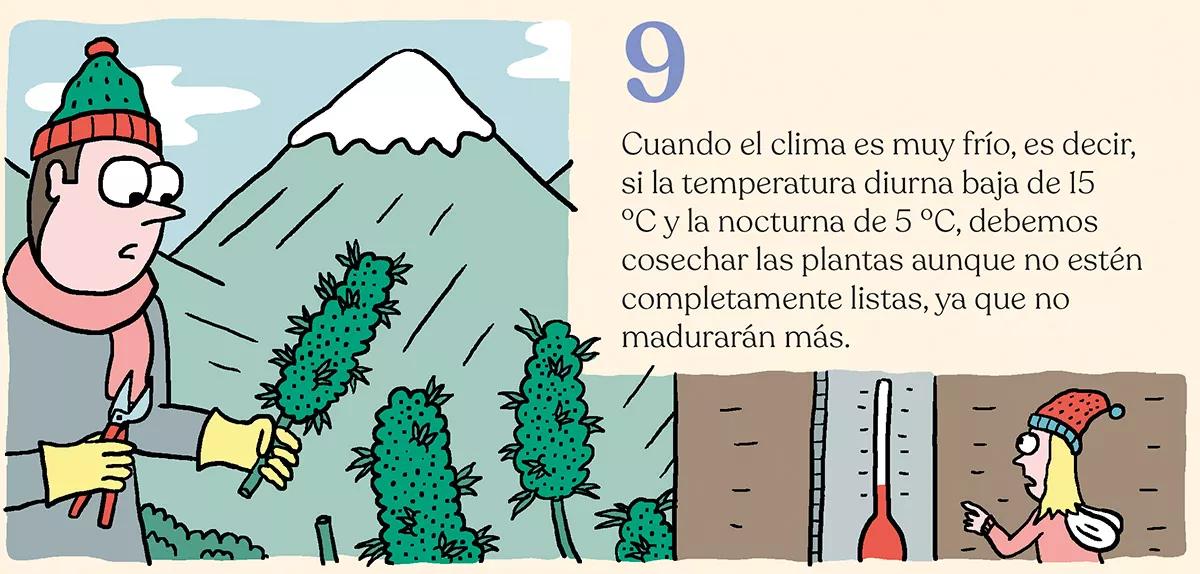 La cosecha de las sativas en exterior: trucos y claves