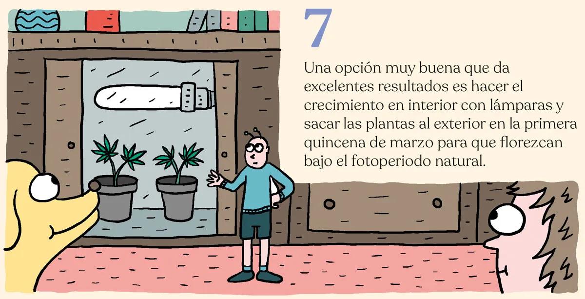 Siembra en febrero y cosecha en mayo: trucos para la maría de primavera 