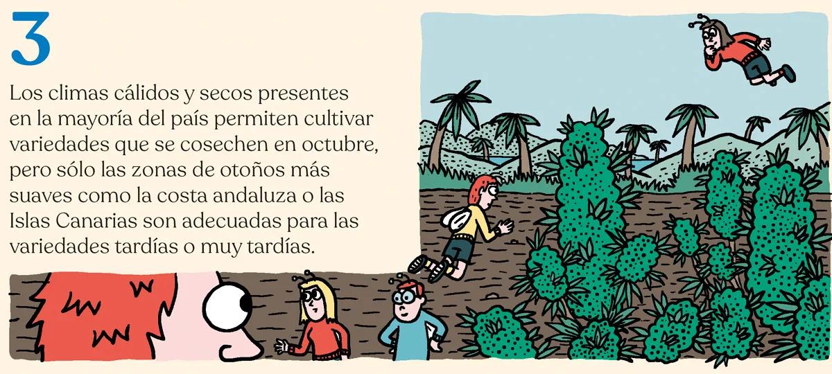 ¿Qué semillas compro? Guía para principiantes