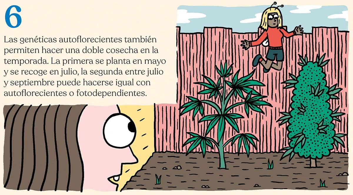 ¿Qué semillas compro? Guía para principiantes