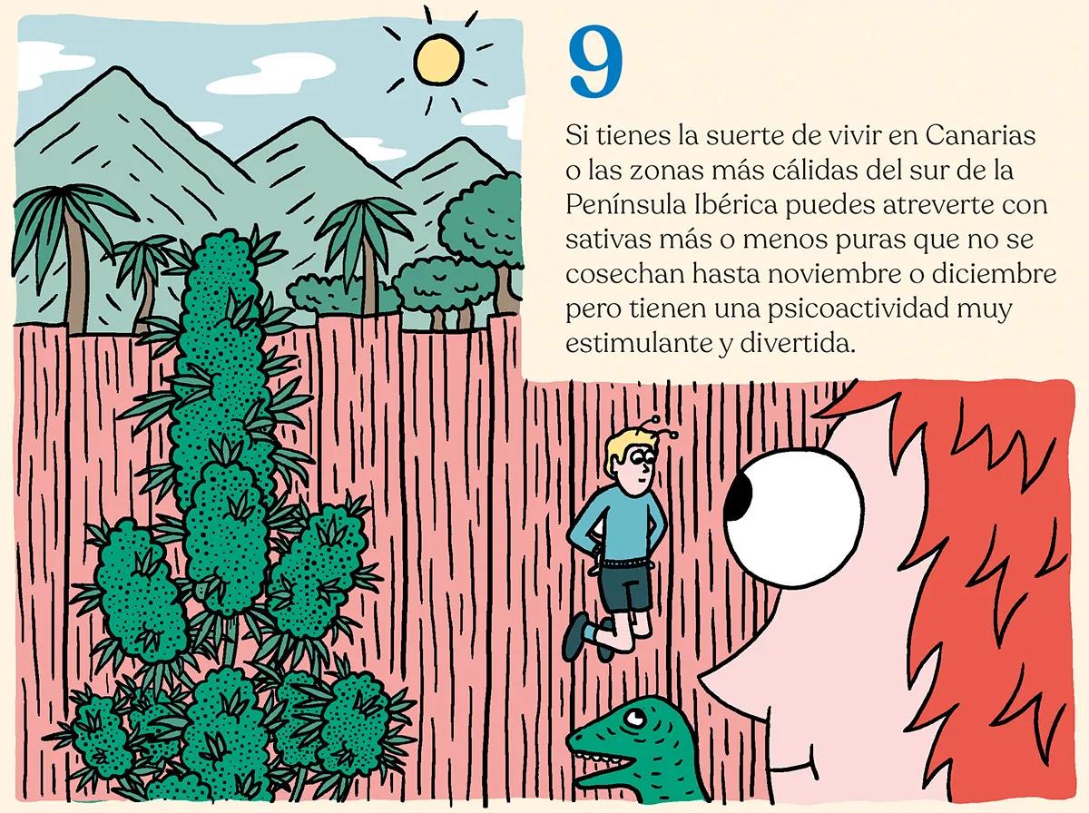 ¿Qué semillas compro? Guía para principiantes