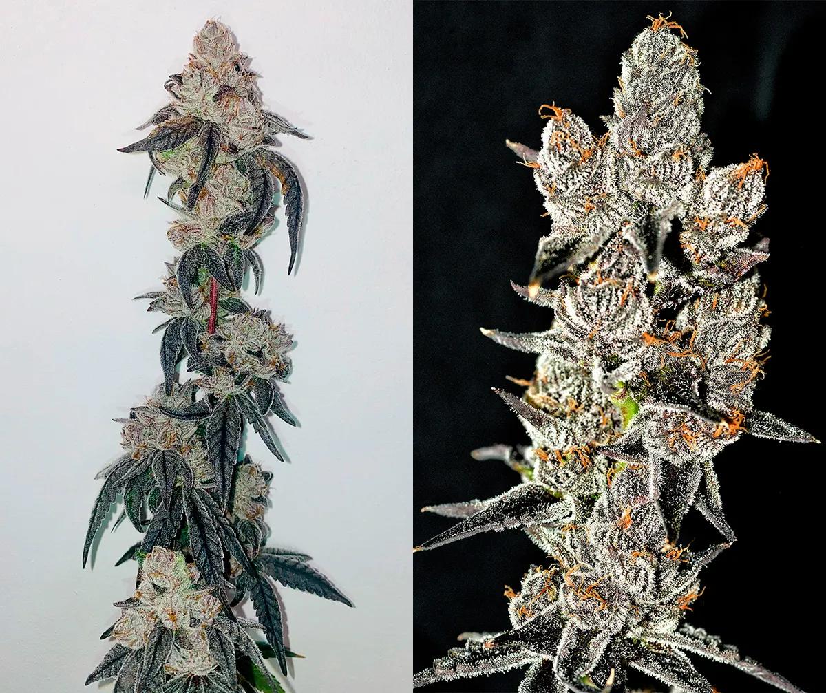 Pistol Whip: genética californiana con pedigrí