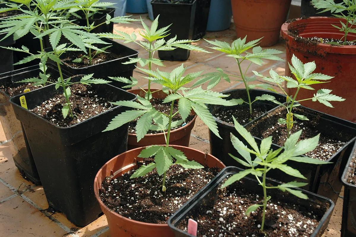 農業における水:灌漑が植物に与える影響