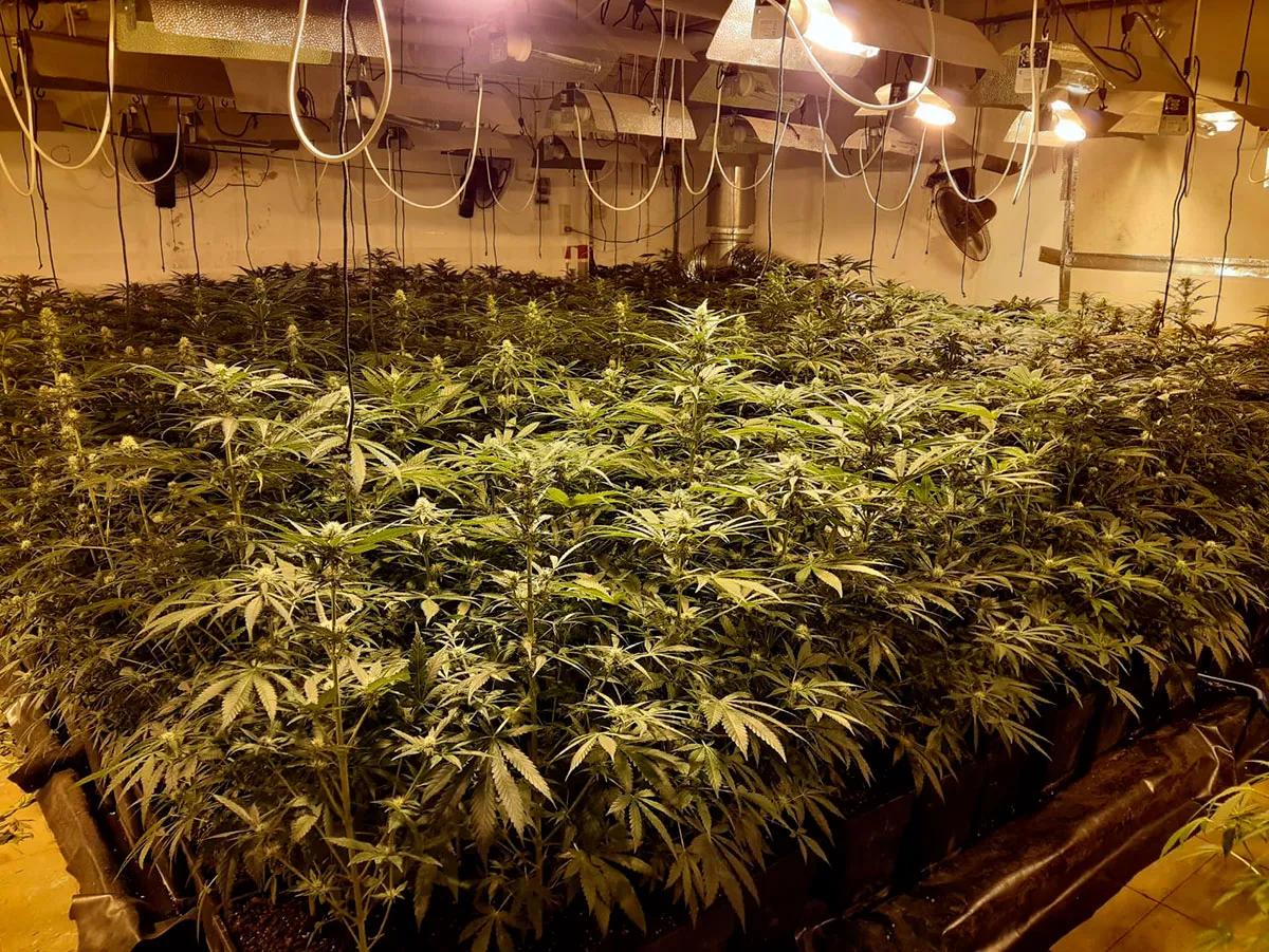 Endesa atribuye masivo fraude eléctrico a cultivos de cannabis indoor