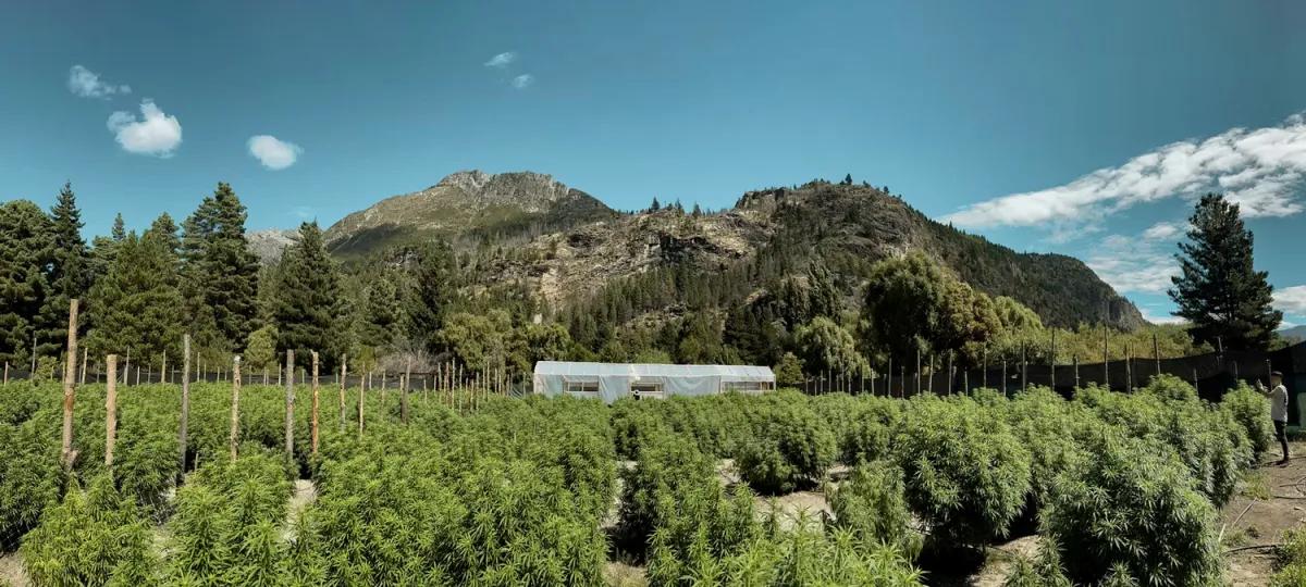 Integran ecoturismo y ciencia cannábica en la montaña argentina