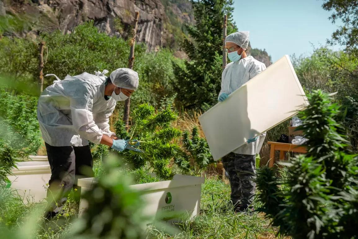 Integran ecoturismo y ciencia cannábica en la montaña argentina