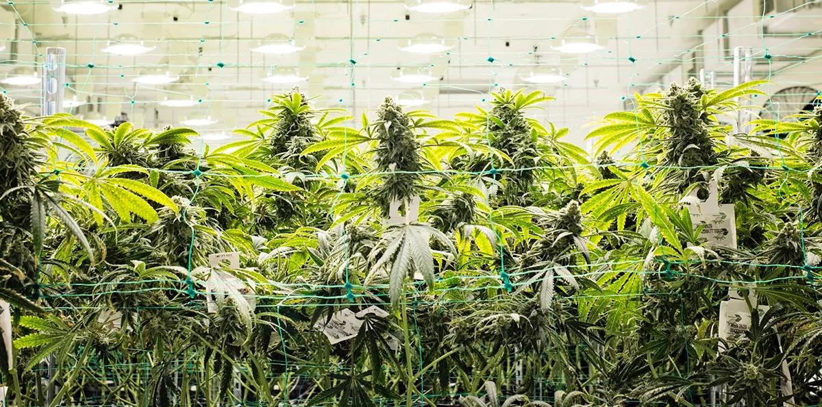 Somai Pharmaceuticals