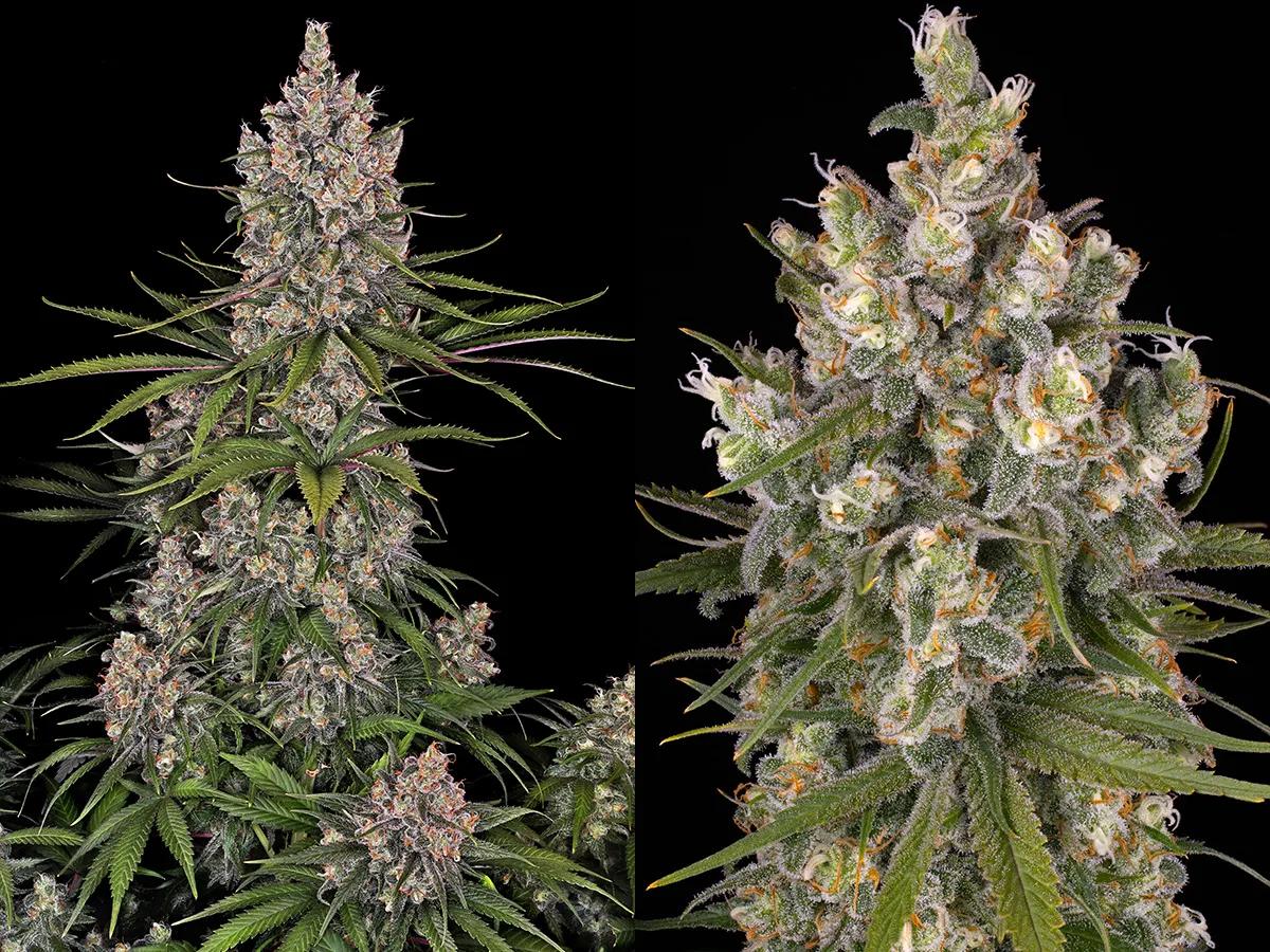 OG Kush: el olor monstruoso de una reina