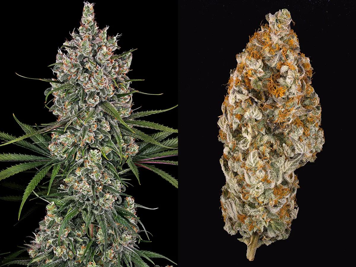 OG Kush: el olor monstruoso de una reina
