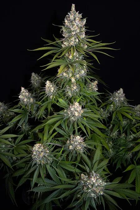 OG Kush: el olor monstruoso de una reina